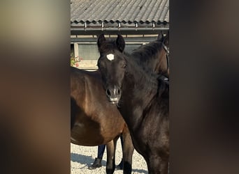 Deutsches Reitpony, Hengst, Fohlen (04/2024), 14,2 hh, Rappe