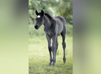 German Riding Pony, Stallion, Foal (04/2026), 14.2 hh, Black