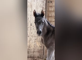 German Riding Pony, Stallion, Foal (04/2026), 14.2 hh, Buckskin