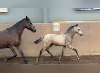 German Riding Pony, Stallion, Foal (01/2026), 14.2 hh, Buckskin