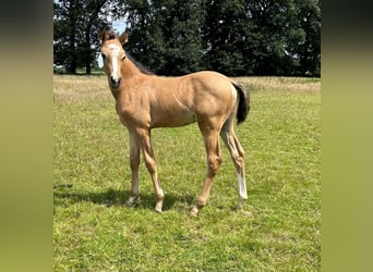 German Riding Pony, Stallion, Foal (05/2024), 14.2 hh, Buckskin