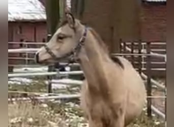 German Riding Pony, Stallion, Foal (05/2023), 14.2 hh, Buckskin