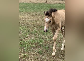 German Riding Pony, Stallion, Foal (05/2023), 14.2 hh, Buckskin