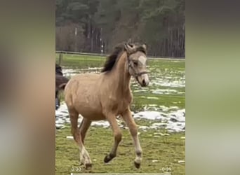 German Riding Pony, Stallion, Foal (05/2023), 14.2 hh, Buckskin