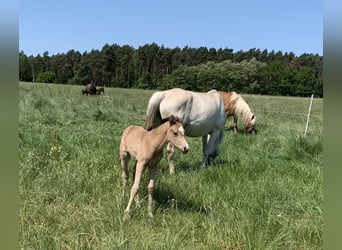 German Riding Pony, Stallion, Foal (05/2023), 14.2 hh, Buckskin