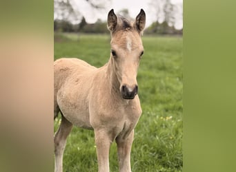 German Riding Pony, Stallion, Foal (02/2026), 14.2 hh, Buckskin
