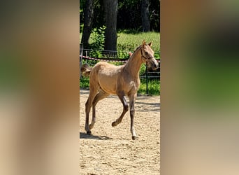 German Riding Pony, Stallion, Foal (03/2026), 14.2 hh, Buckskin