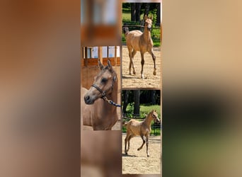 German Riding Pony, Stallion, Foal (03/2026), 14.2 hh, Buckskin