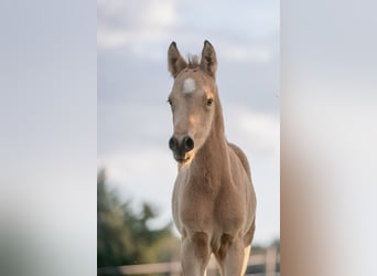 German Riding Pony, Stallion, Foal (04/2024), 14.2 hh, Buckskin