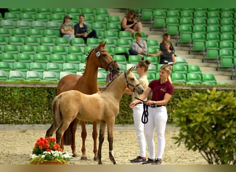 German Riding Pony, Stallion, Foal (04/2024), 14.2 hh, Buckskin