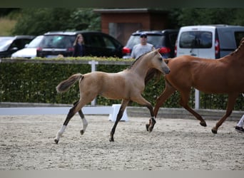 German Riding Pony, Stallion, Foal (04/2024), 14.2 hh, Buckskin