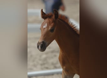 German Riding Pony, Stallion, Foal (05/2023), 14.2 hh, Chestnut