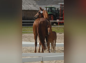 German Riding Pony, Stallion, Foal (05/2023), 14.2 hh, Chestnut