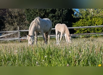 German Riding Pony, Stallion, Foal (04/2026), 14.2 hh, Cremello