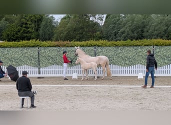 German Riding Pony, Stallion, Foal (04/2026), 14.2 hh, Cremello