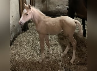 German Riding Pony, Stallion, Foal (03/2024), 14.2 hh