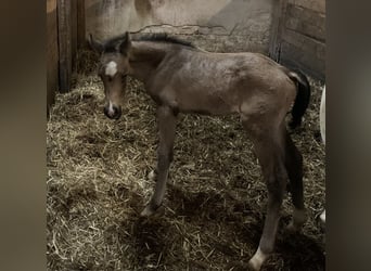 German Riding Pony, Stallion, Foal (04/2024), 14.2 hh