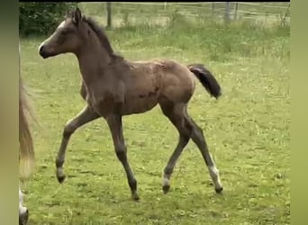 German Riding Pony, Stallion, Foal (04/2024), 14,2 hh