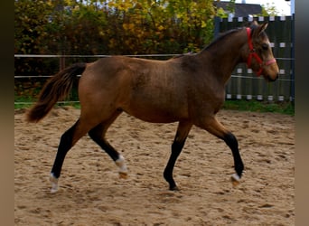 German Riding Pony, Stallion, Foal (02/2024), 14,2 hh, Dun