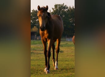 German Riding Pony, Stallion, Foal (02/2024), 14,2 hh, Dun