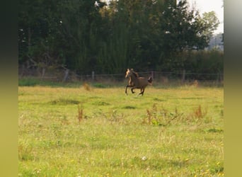 German Riding Pony, Stallion, Foal (02/2024), 14,2 hh, Dun