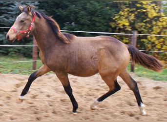 German Riding Pony, Stallion, Foal (02/2024), 14,2 hh, Dun