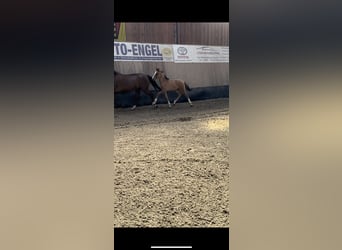 German Riding Pony, Stallion, Foal (03/2024), 14.2 hh, Dun