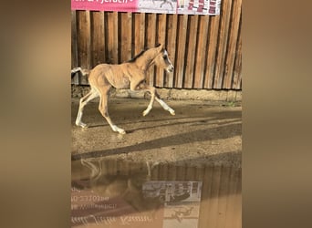 German Riding Pony, Stallion, Foal (03/2024), 14.2 hh, Dun