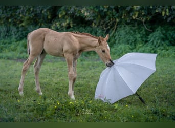 German Riding Pony, Stallion, Foal (05/2026), 14.2 hh, Dun