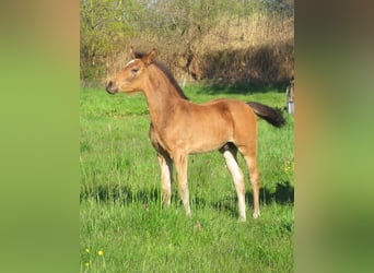 German Riding Pony, Stallion, Foal (02/2024), 14.2 hh, Dun