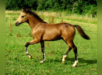 German Riding Pony, Stallion, Foal (02/2024), 14.2 hh, Dun