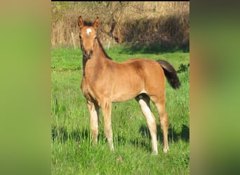 German Riding Pony, Stallion, Foal (02/2024), 14.2 hh, Dun