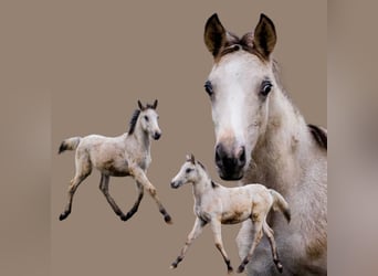 German Riding Pony, Stallion, Foal (05/2023), 14.2 hh, Leopard-Piebald