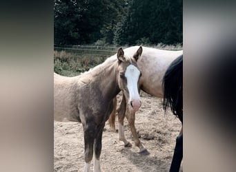 German Riding Pony, Stallion, Foal (04/2026), 14.2 hh, Palomino