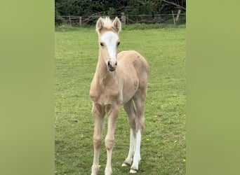 German Riding Pony, Stallion, Foal (04/2026), 14.2 hh, Palomino