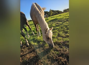 German Riding Pony, Stallion, Foal (05/2023), 14.2 hh, Palomino