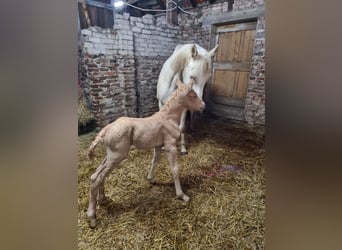 German Riding Pony, Stallion, Foal (05/2023), 14.2 hh, Palomino