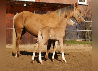 German Riding Pony, Stallion, , 14,2 hh, Palomino