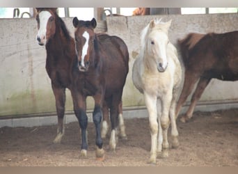 German Riding Pony Mix, Stallion, Foal (03/2023), 14.2 hh, Palomino