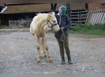 German Riding Pony Mix, Stallion, Foal (03/2023), 14.2 hh, Palomino