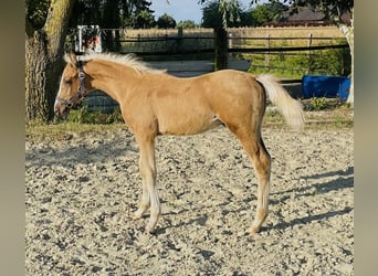 German Riding Pony, Stallion, Foal (04/2026), 14.2 hh, Palomino