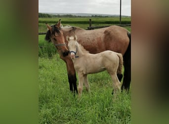 German Riding Pony, Stallion, Foal (04/2023), 14.2 hh, Perlino