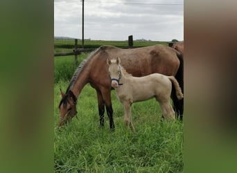 German Riding Pony, Stallion, Foal (04/2023), 14.2 hh, Perlino