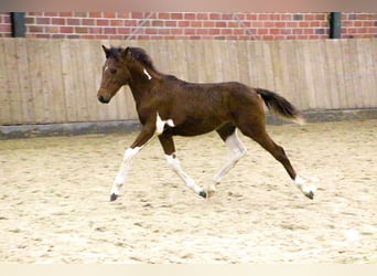 German Riding Pony, Stallion, Foal (05/2023), 14.2 hh, Pinto