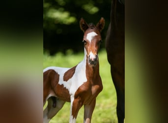 German Riding Pony, Stallion, Foal (05/2024), 14.2 hh, Pinto