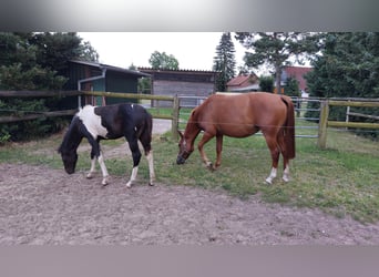 German Riding Pony, Stallion, Foal (03/2024), 14.2 hh, Pinto