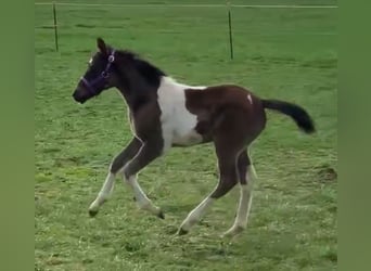 German Riding Pony, Stallion, Foal (03/2024), 14.2 hh, Pinto