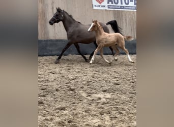 German Riding Pony, Stallion, Foal (01/2024), 14.2 hh, Red Dun