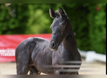 German Riding Pony, Stallion, Foal (05/2026), 14.3 hh, Black
