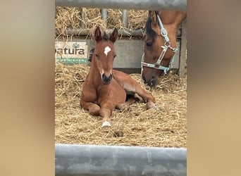 German Riding Pony, Stallion, , 14,1 hh, Bay-Dark